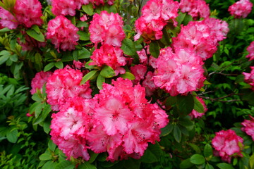 Blooming azalea branch. Pink flower. Nature background