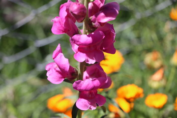 Fototapeta na wymiar bahçede çiçek açmış Antirrhinum