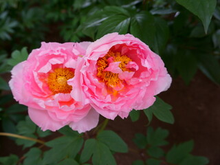 Beautiful pink peony flowers in the garden