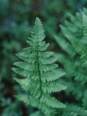 Fototapeta na wymiar Green fern leaf textured. Fern with green leaves on a natural background. Wildlife Forest.