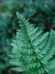 Green fern leaf textured. Fern with green leaves on a natural background. Wildlife Forest.