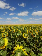 a field of sunflowers under a beautiful sky