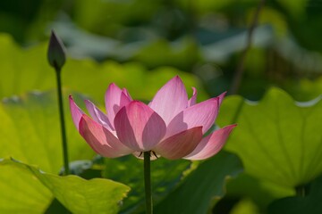 Obraz premium 蓮の花