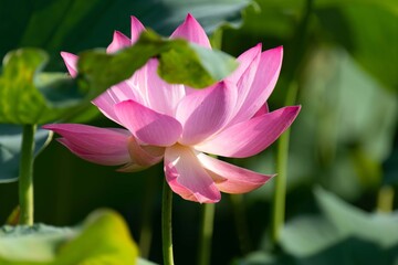 Fototapeta premium 蓮の花