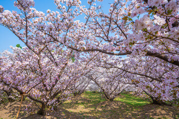 Fototapeta premium 京都 仁和寺の桜