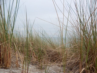 Obraz na płótnie Canvas grass on the beach