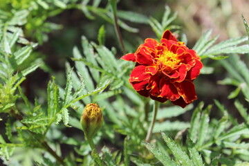 Arrayosa en primavera