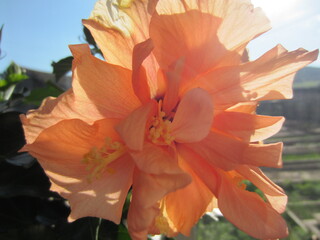 Fototapeta na wymiar blooming hibiscus