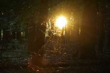 A beautiful sun shining trough the trees
