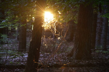 A beautiful sun shining trough the trees
