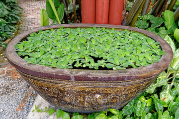 Garden of Jim Thompson House Bangkok - Thailand
