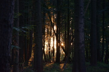 A beautiful sun shining trough the trees