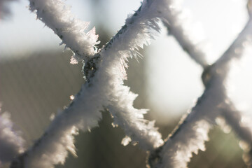 Winter wildlife