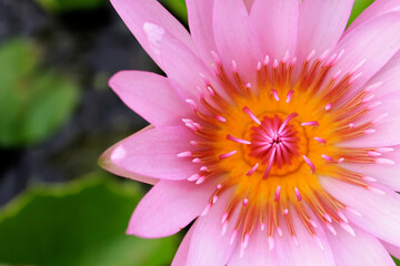 Beautiful pink lotus flowers. The background is a green lotus leaf blurred.