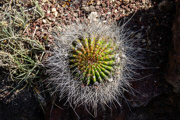Fototapeta premium Top view of Echinocactus