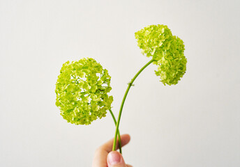small green hydrangea flowers on a light background