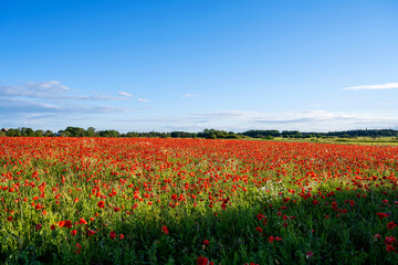 Poppy flowers in agriculture field during sunset