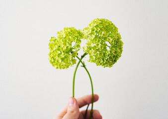 small green hydrangea flowers on a light background