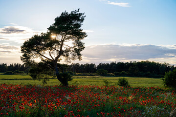 Fototapeta na wymiar Poppy field with tree in the background