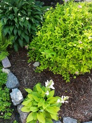 Spiraea Golden Princess with yellow leaves on a mulched bed next to blue and yellow Hosta, Mugus pine And stones on a flower bed