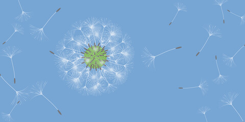 Dandelion background.