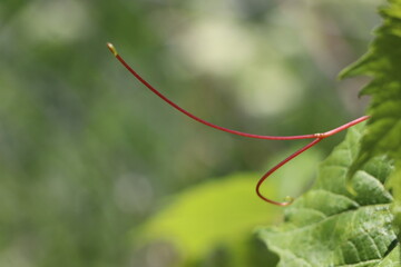 fresh vine tendril