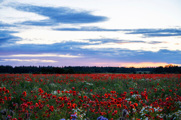 Poppy field during an summer sunset, Sweden