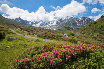 blühende Alpenrosen am Dürrboden, Dischmatal bei Davos, Graubünden