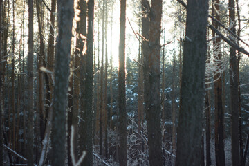 Fototapeta premium Winter wildlife