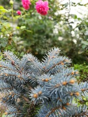 fluffy blue spruce Glauca Globosa with new soft vegetation needles. top view. Flower desktop Wallpaper.coniferous garden bed