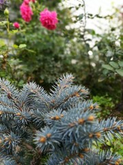 Spruce Glauca Globosa with blue needles on a blurred background of pink blooming roses. Flower desktop Wallpaper