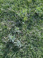 The beautiful summer grass structure close up.