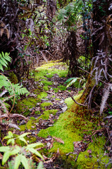 Lush evergreen rainforest or jungle vegetation with plants, trees and flowers in tropical garten...