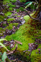 Lush evergreen rainforest or jungle vegetation with plants, trees and flowers in tropical garten...