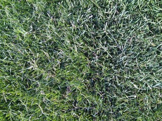 The beautiful summer grass structure close up.