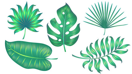 Different tropical leaves isolated on white. Vector illustration.