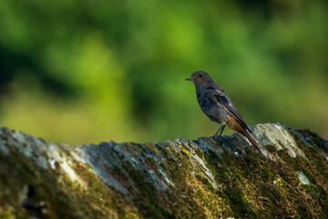 Black Redstart Perched on Stone Wall Blurred Background O Seixo Galicia