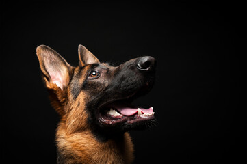 Portrait of a German shepherd in front of an isolated black background. Close-up of a German shepherd in profile view isolated black background.