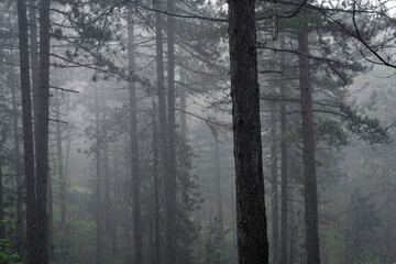 Fototapeta na wymiar Rain in pine forest nature.