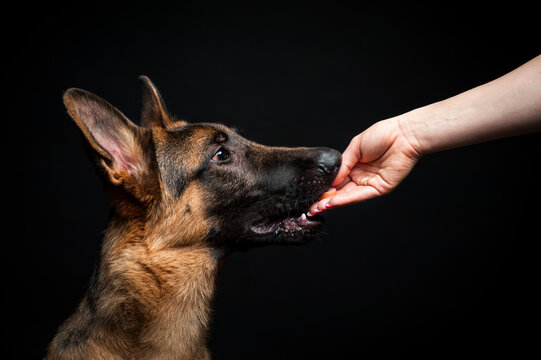 A woman feeds a German shepherd puppy from her hand. Close-up on an isolated black background.