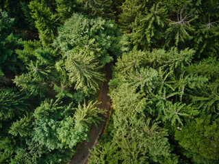 Lonely Path In A Forest
