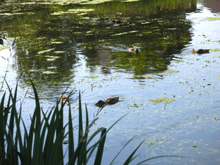 wild ducks swim in a summer pond        
