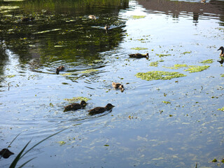 wild ducks swim in a summer pond        