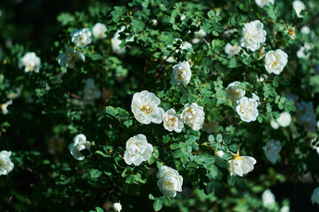 white flowers in the garden