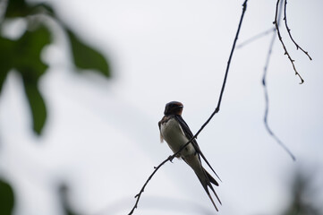 photo close up of an adult bird a swallow sitting on a small tree branch against a blue sky