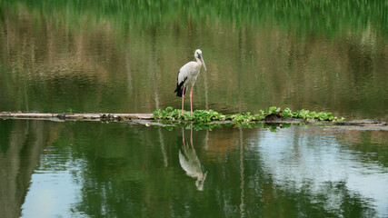 Birds eat fish by the river.