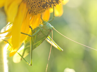 Green grasshopper on a sunflower flower
