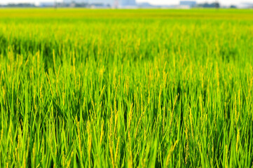 稲穂のアップ　A view of a rice field shining in green
