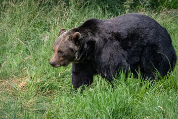 Fototapeta premium a large brown bear walking through a meadow of grass