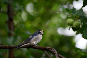 photo close up of four young birds swallows sitting on a tree branch waiting for food against the background of a green tree branch
